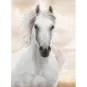 diamond-dotz-broderie-diamant-imperial-stalion-etalon-blanc