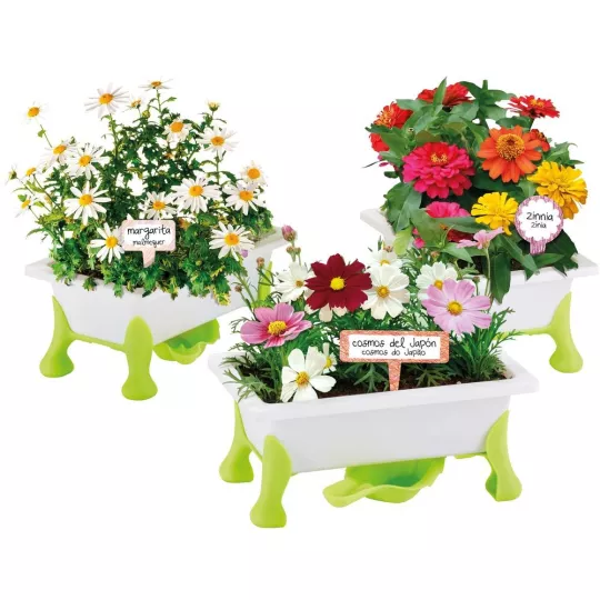 gruner-daumen-blumen