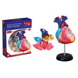 explora-Kit-Anatomie-of-Herz-31-PCs