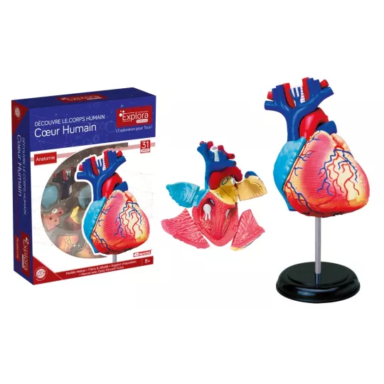 explora-kit-anatomie-du-cœur-31-pcs