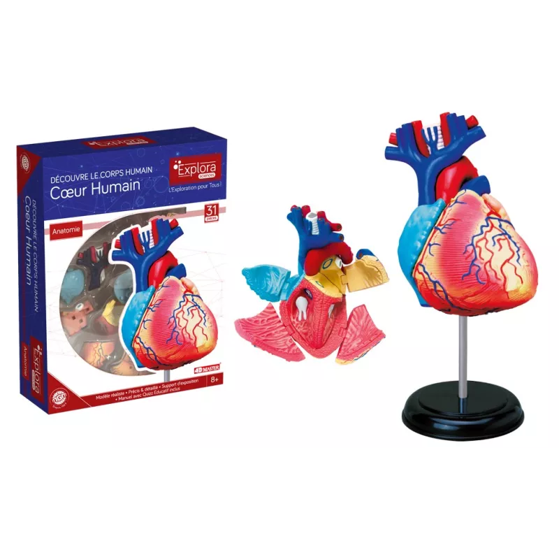 explora-kit-anatomie-du-cœur-31-pcs