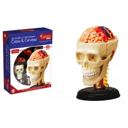 explora-Kit-Anatomie-of-Kran-and-Gehirn-39-PCs