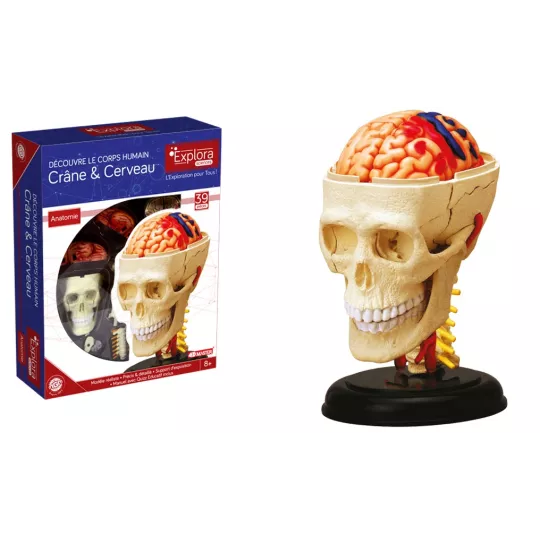 explora-kit-anatomie-du-crane-et-cerveau-39-pcs