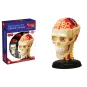 explora-kit-anatomie-du-crane-et-cerveau-39-pcs