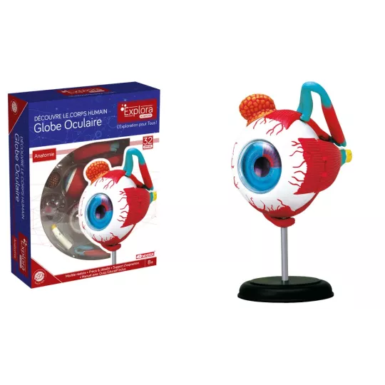 explora-kit-anatomie-de-l'œil-32-pcs
