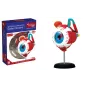 explora-kit-anatomie-de-l'œil-32-pcs