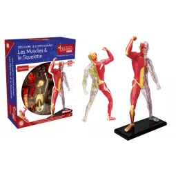 explora-Kit-Anatomie-of-Skelett-and-Muskeln-46-PCs