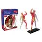 explora-kit-anatomie-du-squelette-et-muscles-46-pcs
