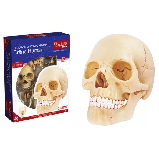 explora-kit-anatomie-du-crane-humain-17-pcs