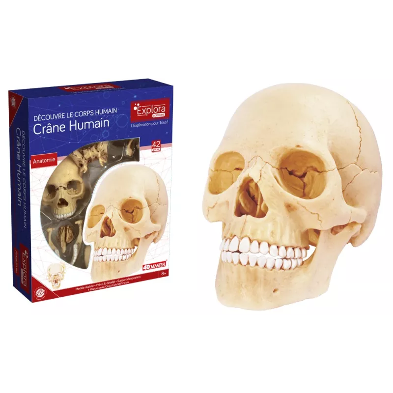 explora-kit-anatomie-du-crane-humain-17-pcs