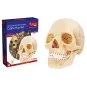 explora-kit-anatomie-du-crane-humain-17-pcs