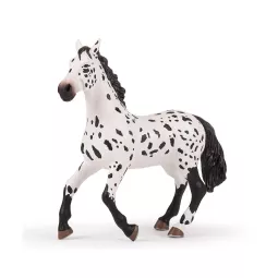 grand Horse-Appaloosa