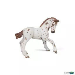 fohlen-appaloosa-Braun