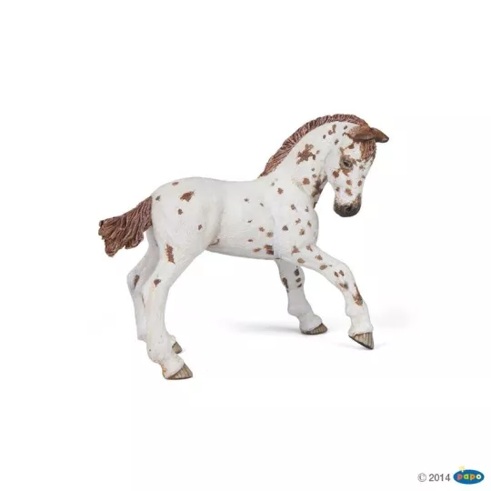 poulain-appaloosa-brun
