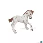 poulain-appaloosa-brun