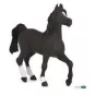 cheval-arabe