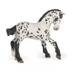 puledro-Appaloosa-nero