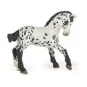 poulain-appaloosa-noir