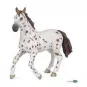 jument-appaloosa-brune